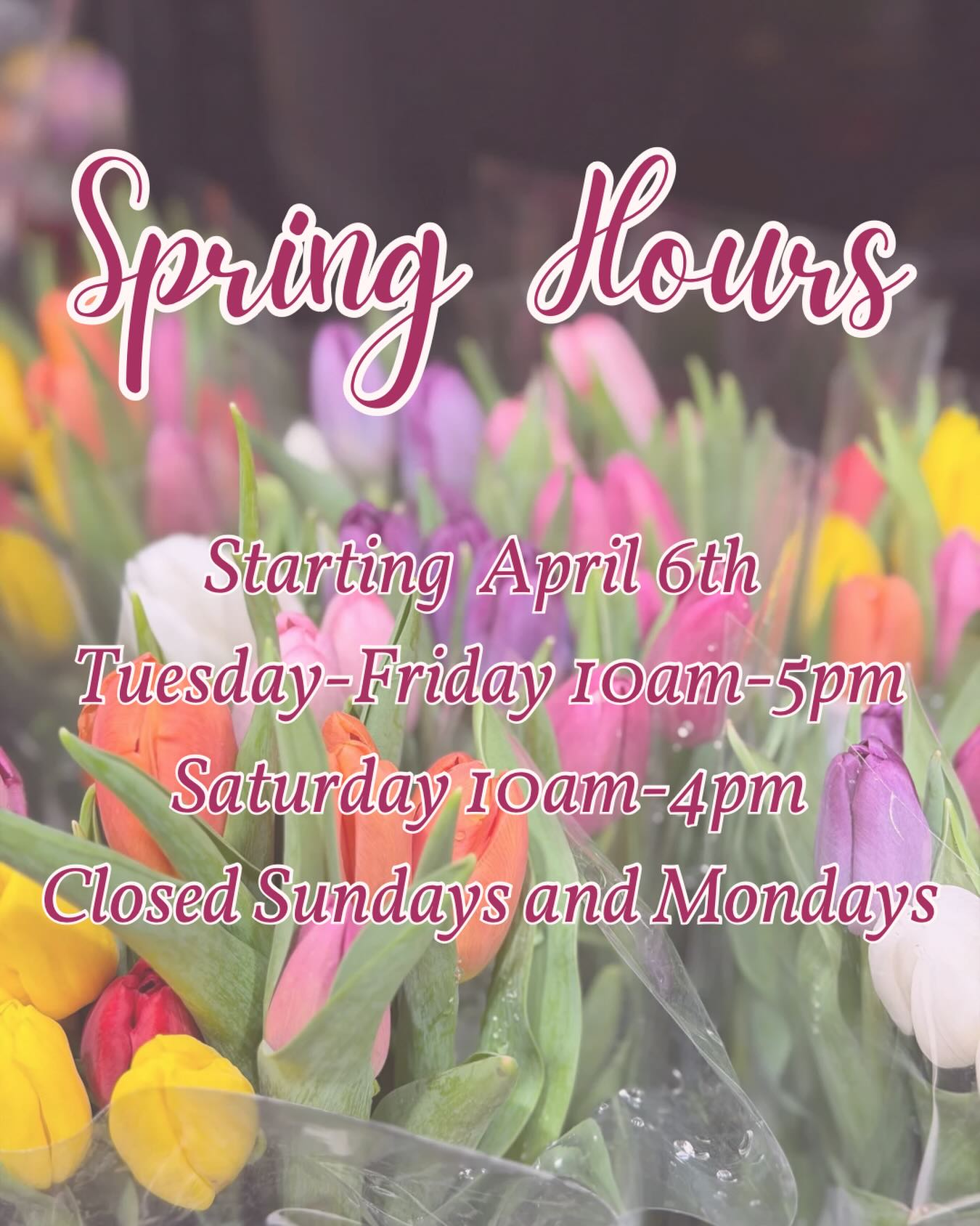 ⏰ 💐 Spring Hours 💐 ⏰ 
Starting on Easter Monday, we will be closed on Mondays. 
Come on by Tuesday-Friday between 10am and 5pm and Saturdays between 10am and 4pm. 🍫 

#stargazerfinechocolatesandcoffeebar #denverchocolateshop #denverfamilybusiness #denversmallbusiness